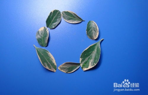 植物藝術畫拼裝深海中的小章魚