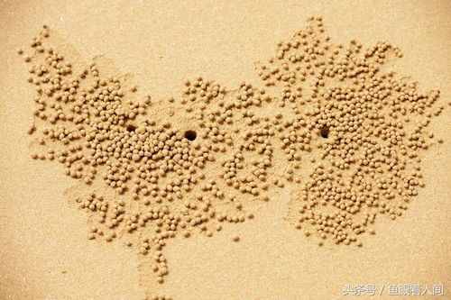 青島沙灘驚現精美藝術畫，作者竟是沙灘蟹